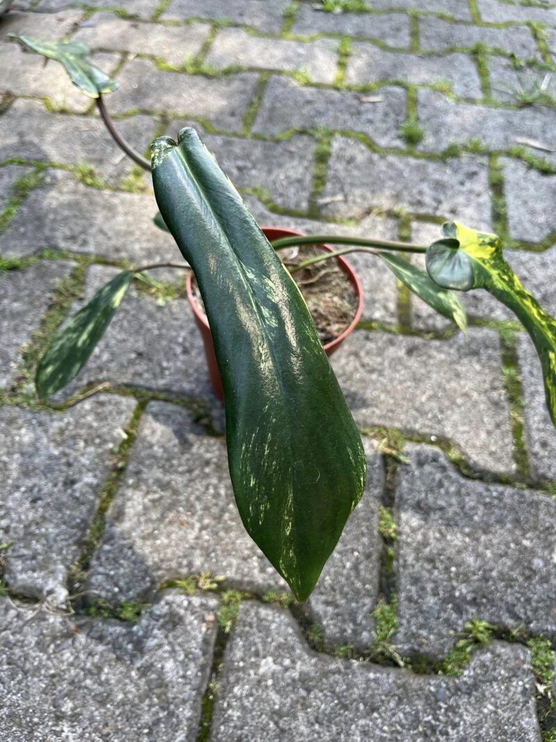 Philodendron Joepii Variegata