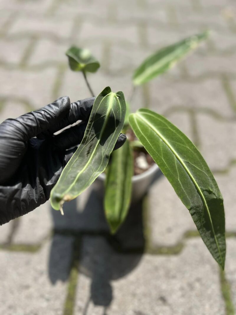 Anthurium Warocqueanum #1435