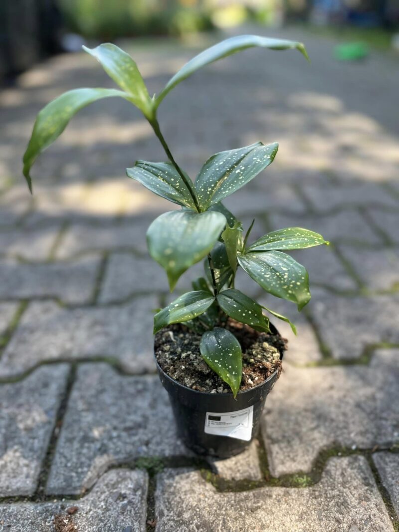 Dracaena Surculosa