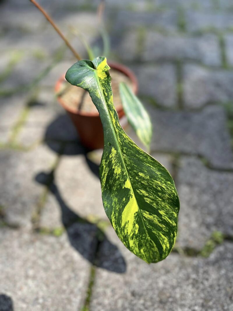 Philodendron Joepii Variegata