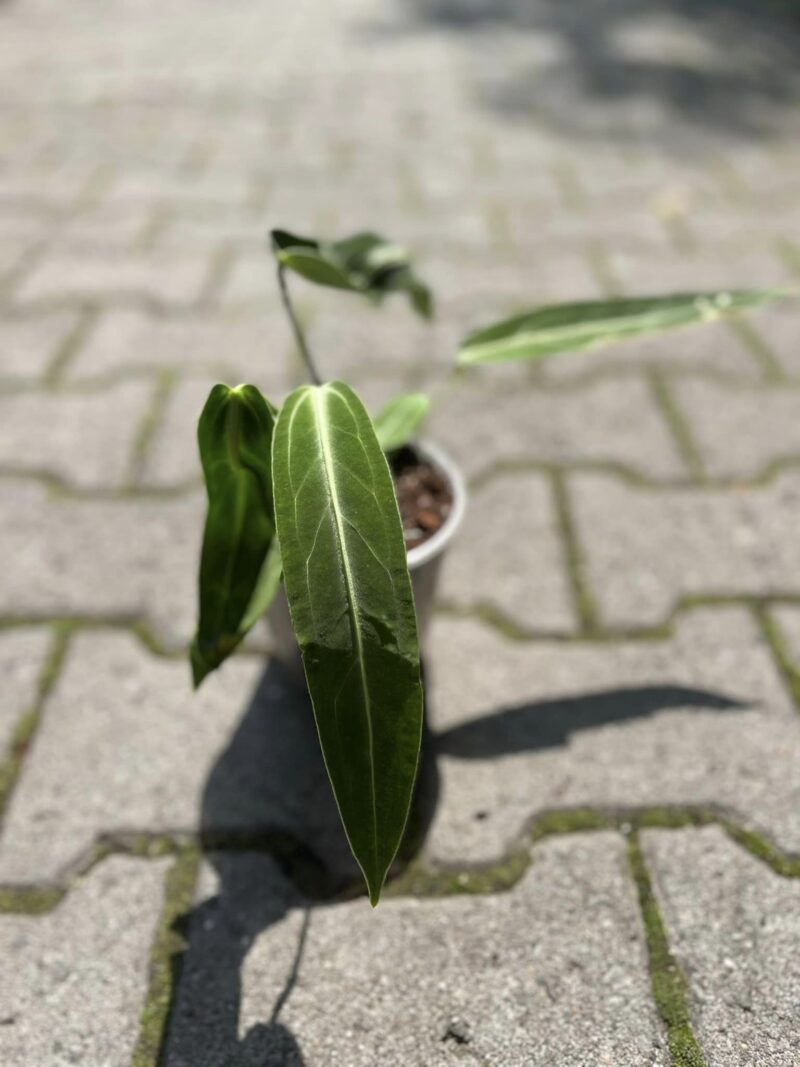 Anthurium Warocqueanum #1435