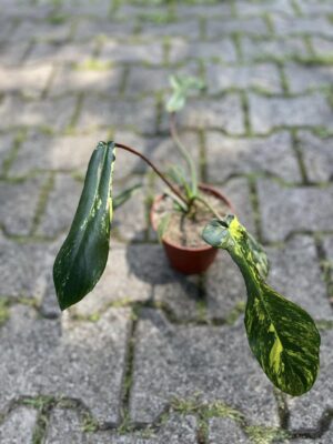 Philodendron Joepii Variegata