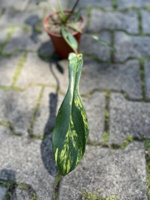 Philodendron Joepii Variegata