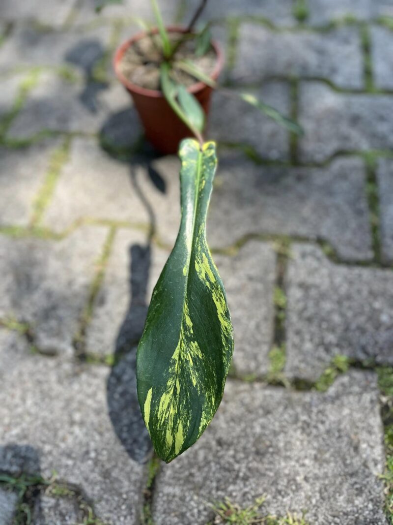 Philodendron Joepii Variegata