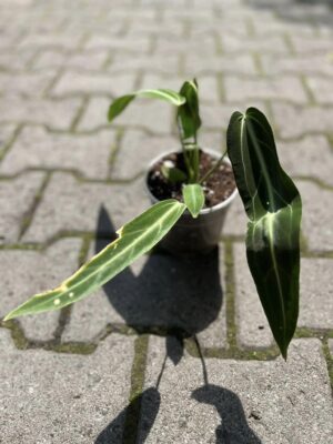 Anthurium Warocqueanum #1435