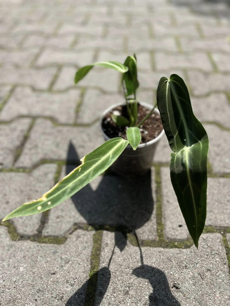 Anthurium Warocqueanum #1435 Anthurium Warocqueanum #1435