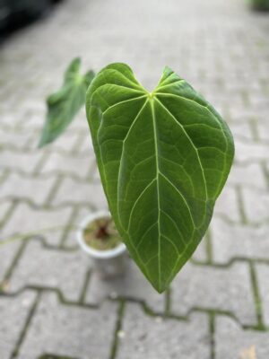 Anthurium Green Mamba (warocqueanum x magnificum verde)
