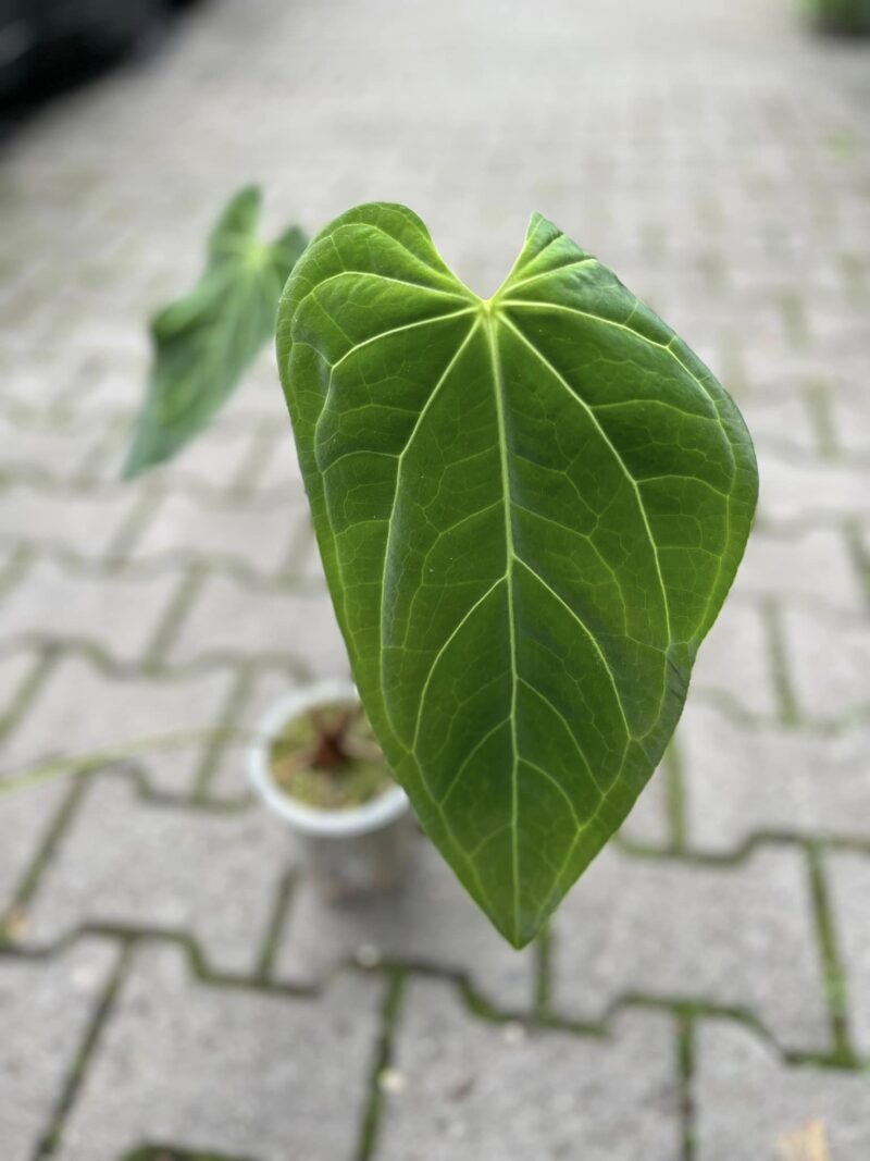Anthurium Green Mamba (warocqueanum x magnificum verde)