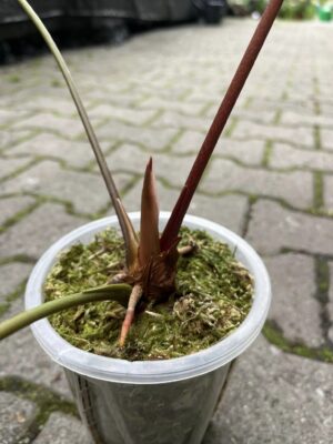 Anthurium Green Mamba (warocqueanum x magnificum verde)