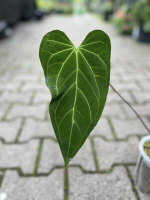 Anthurium Green Mamba (warocqueanum x magnificum verde)