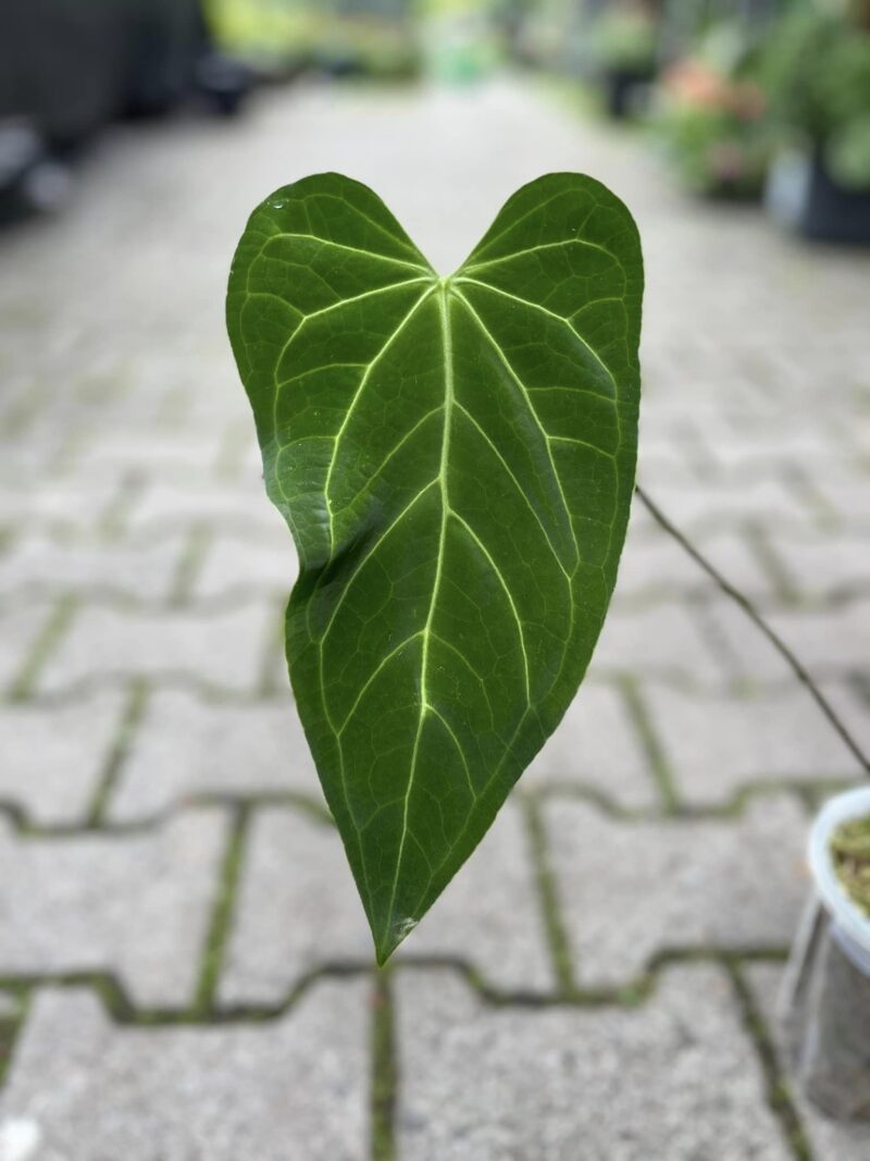 Anthurium Green Mamba (warocqueanum x magnificum verde)