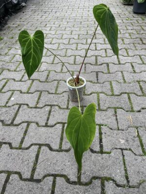 Anthurium Green Mamba (warocqueanum x magnificum verde)