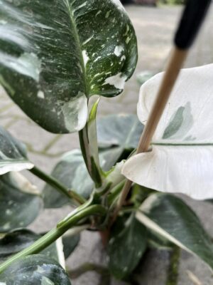 Philodendron White Wizzard