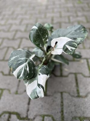 Philodendron White Wizzard