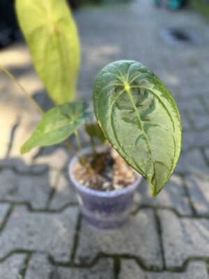 Anthurium Amazon Joy ‘Inverse crossing’