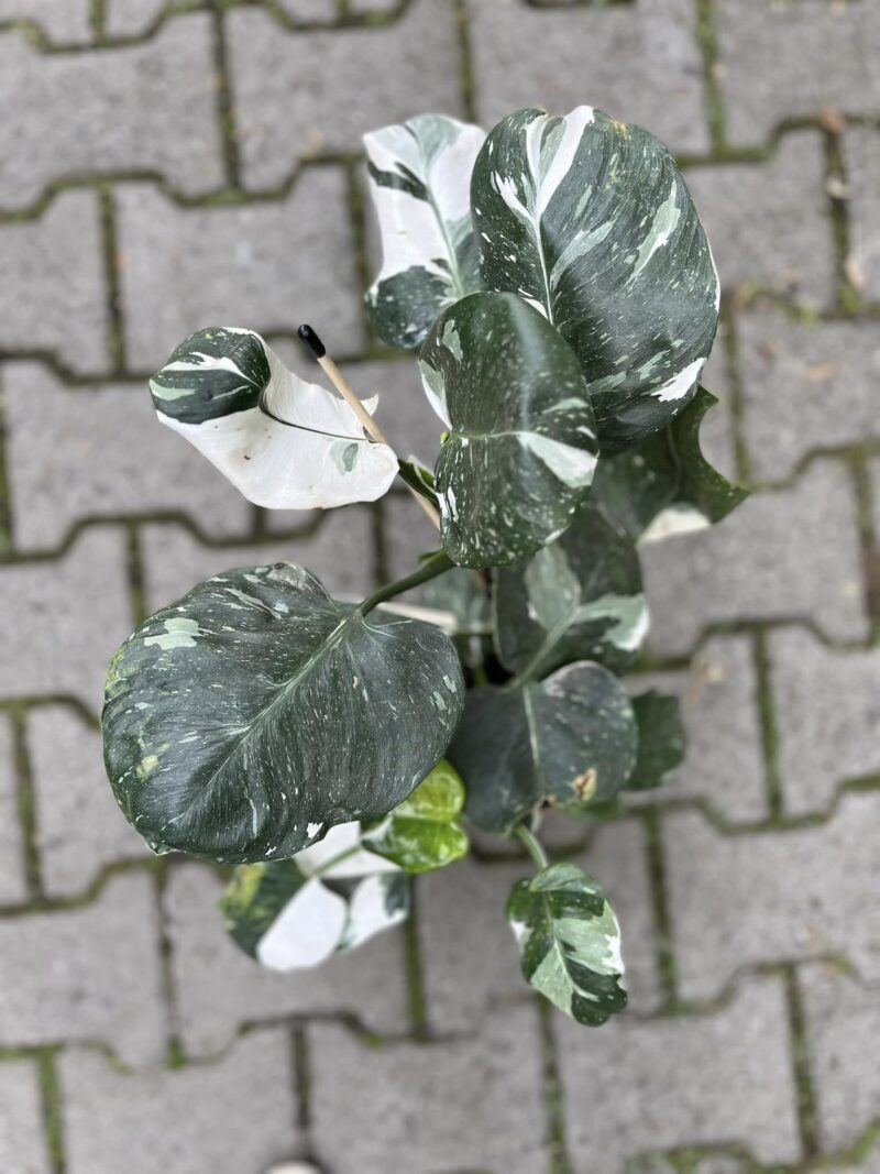 Philodendron White Wizzard