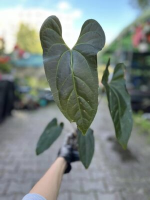 Anthurium besseae aff x pinkley