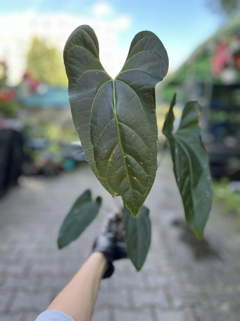Anthurium besseae aff x pinkley Anthurium besseae aff x pinkley