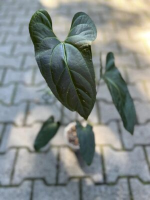 Anthurium besseae aff x pinkley