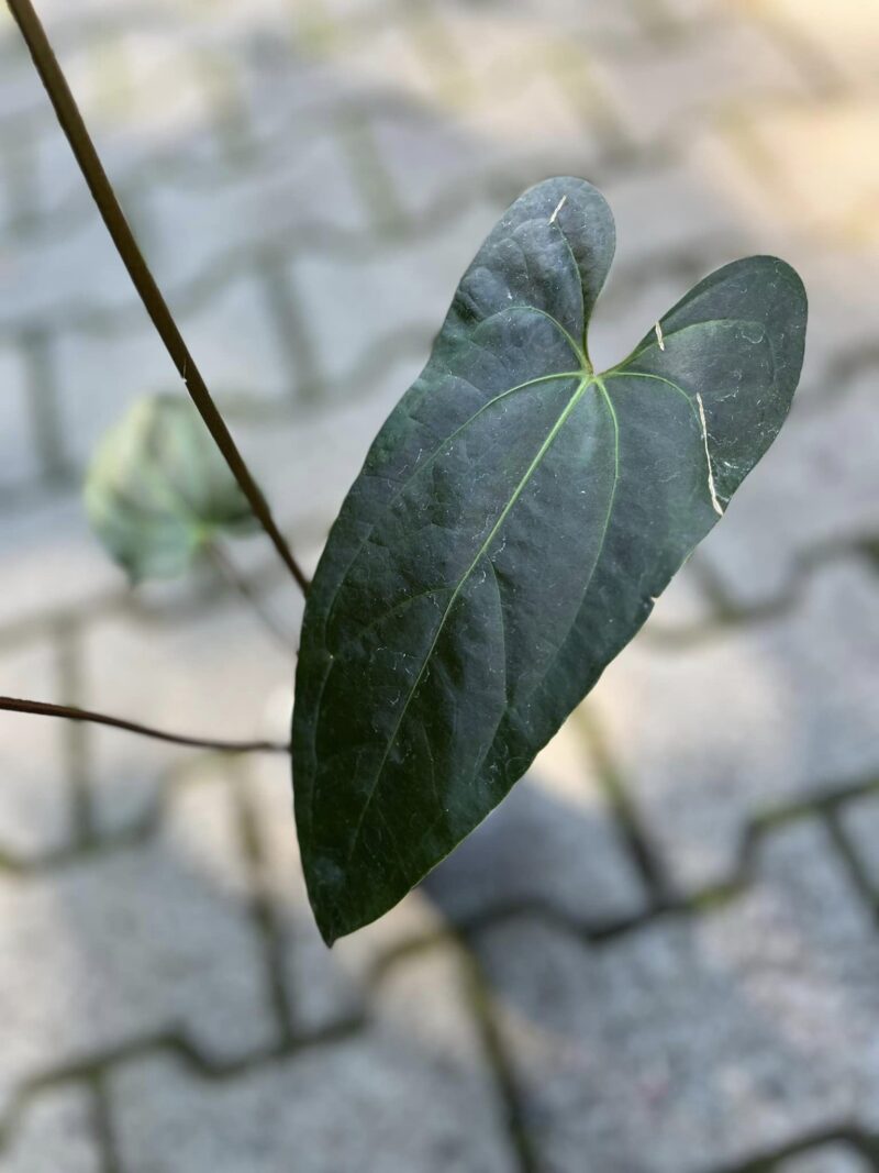 Anthurium besseae aff x pinkley