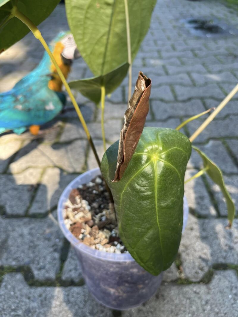 Anthurium Amazon Joy ‘Inverse crossing’