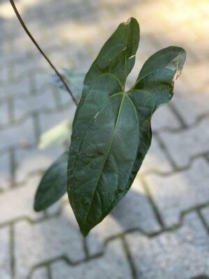 Anthurium besseae aff x pinkley