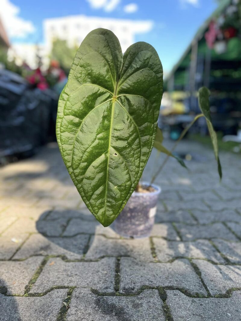 Anthurium Amazon Joy ‘Inverse crossing’