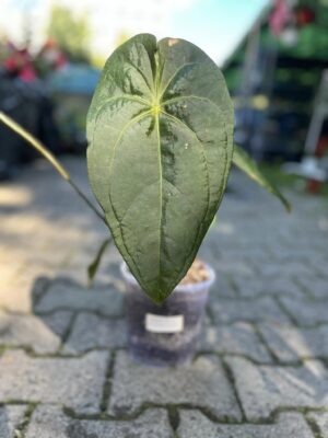Anthurium Amazon Joy ‘Inverse crossing’