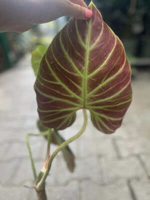 Philodendron Verrucosum Amazon Sunset