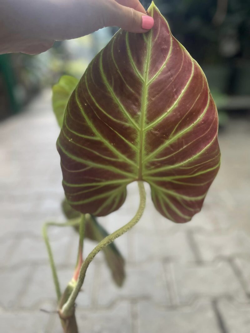 Philodendron Verrucosum Amazon Sunset