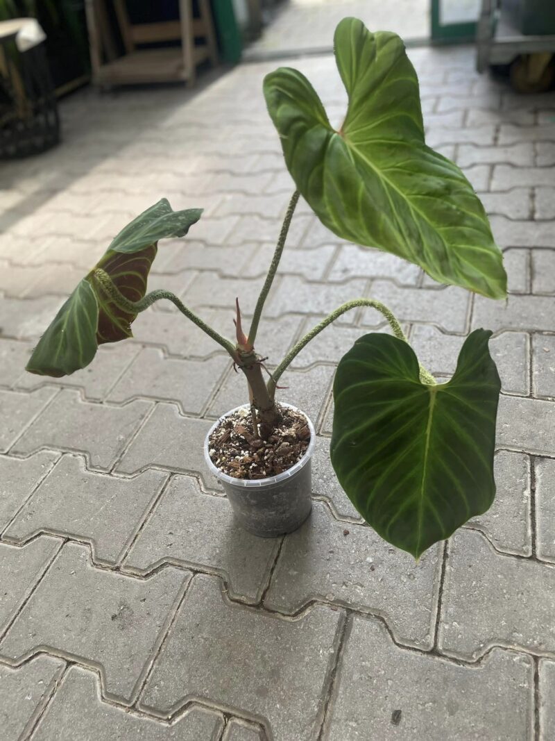 Philodendron Verrucosum Amazon Sunset