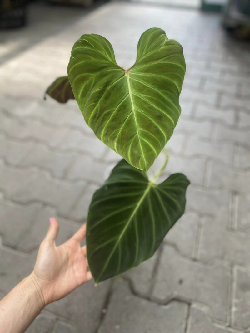 Philodendron Verrucosum Amazon Sunset