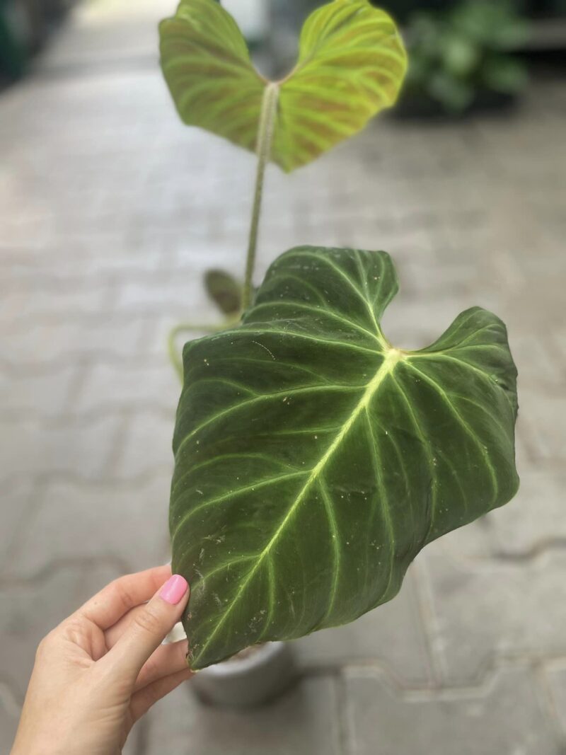 Philodendron Verrucosum Amazon Sunset