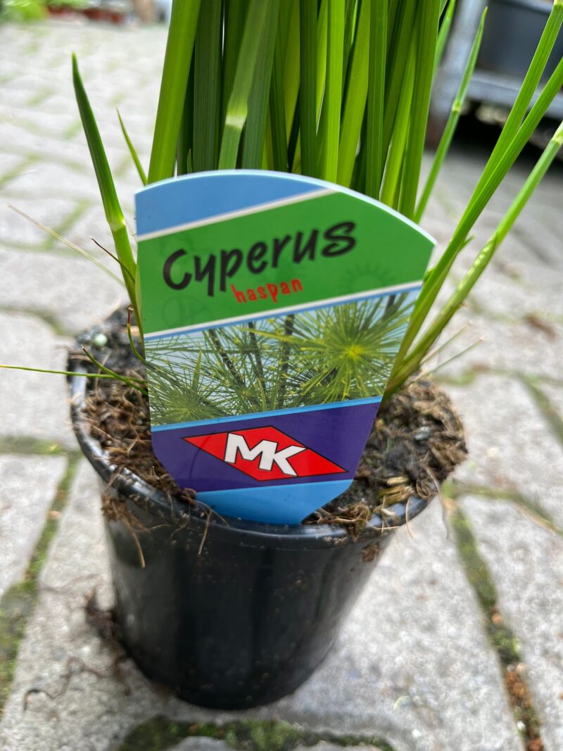 Cyperus haspan – Papirus