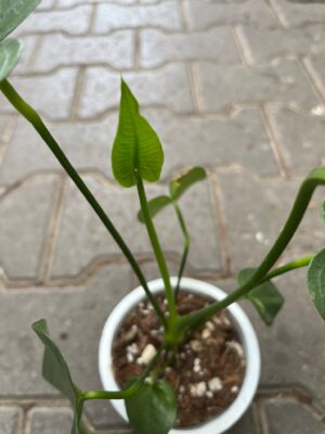 Anthurium Xanthophyllomyces