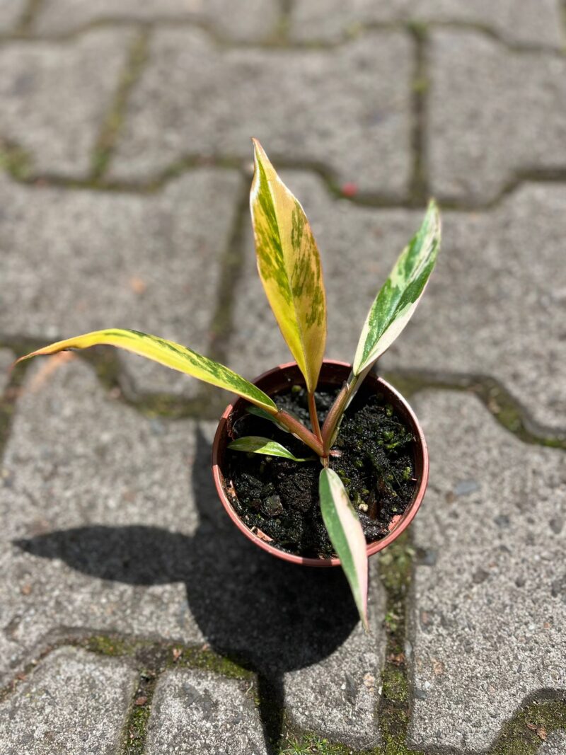 Philodendron Carmel Marble