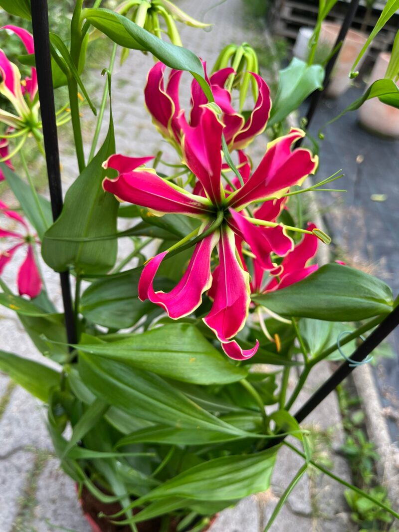 Glorious Gloriosa