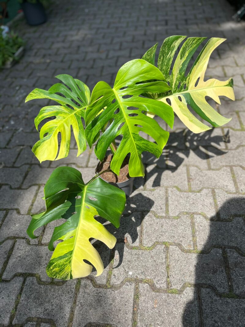 Monstera Deliciosa ‘Yellow Marilyn’ Monstera Deliciosa ‘Yellow Marilyn’