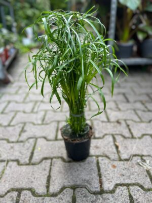 cyperus alternifolius – papirus