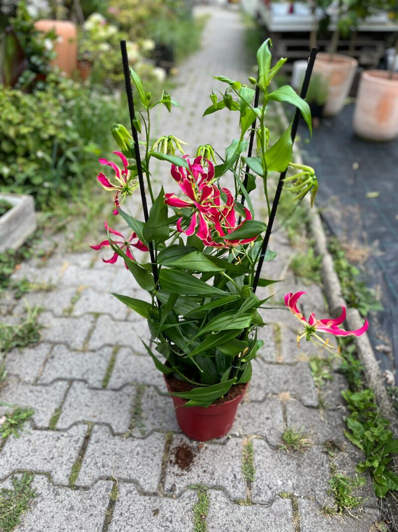 Glorious Gloriosa