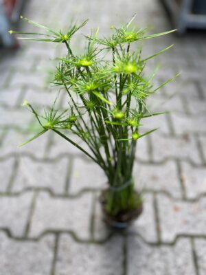 Cyperus haspan – Papirus