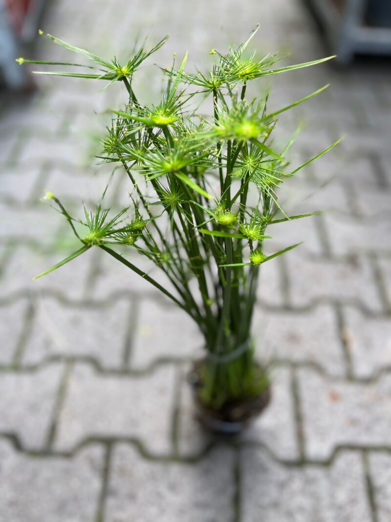Cyperus haspan – Papirus
