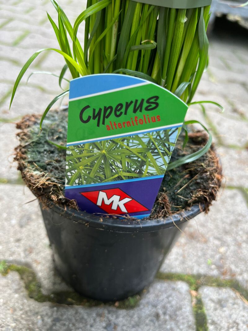 cyperus alternifolius – papirus