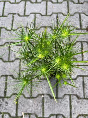 Cyperus haspan – Papirus