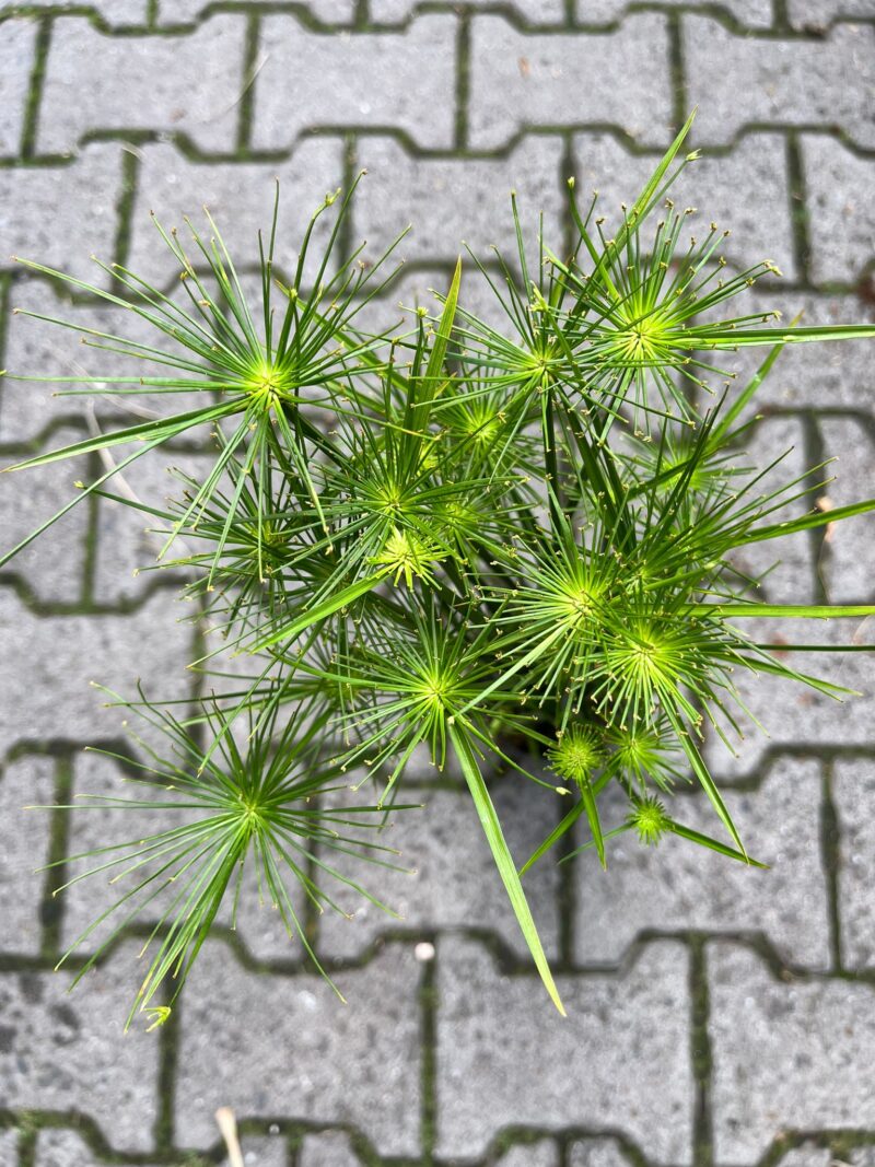 Cyperus haspan – Papirus