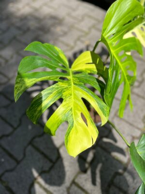 Monstera Deliciosa ‘Yellow Marilyn’