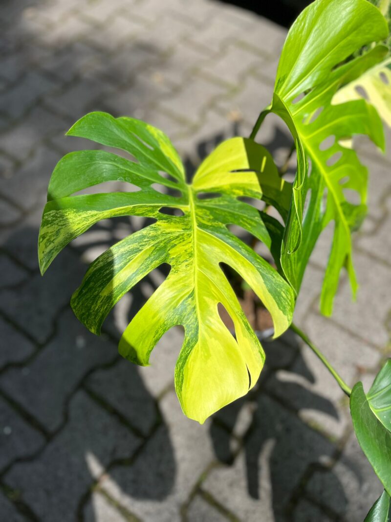 Monstera Deliciosa ‘Yellow Marilyn’