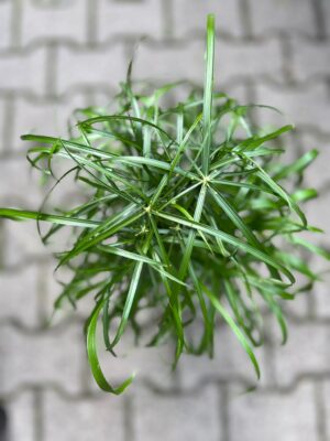 cyperus alternifolius – papirus