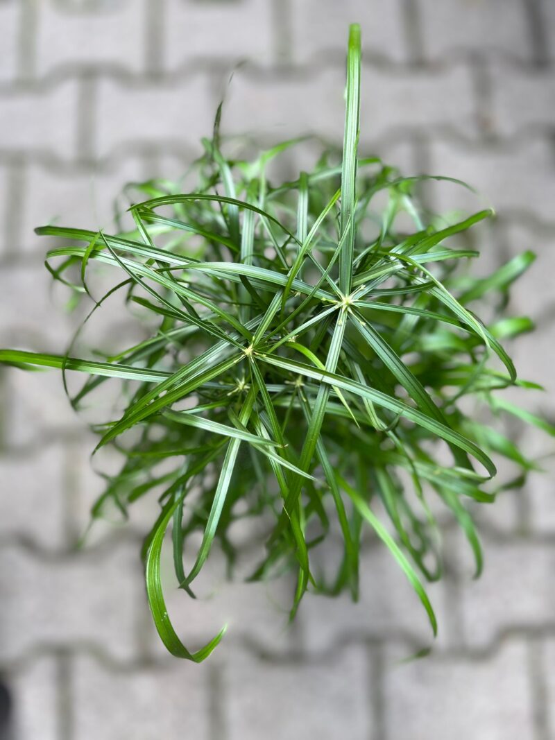cyperus alternifolius – papirus