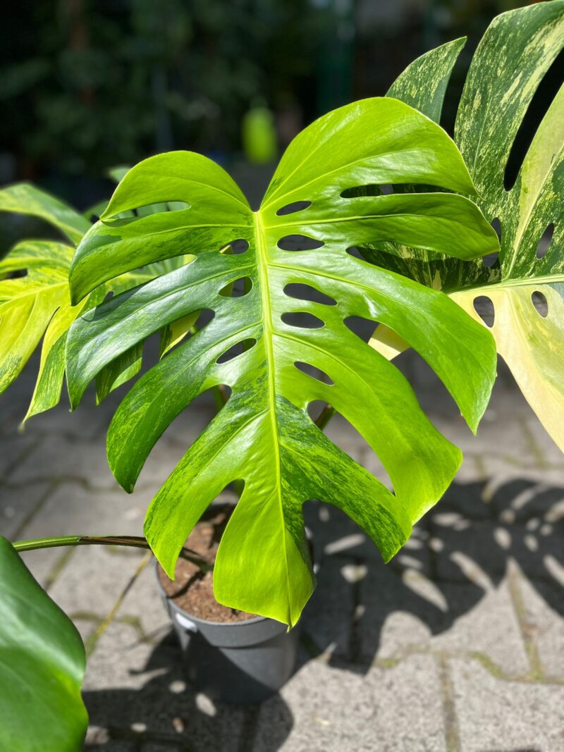 Monstera Deliciosa ‘Yellow Marilyn’